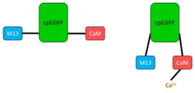 Genetically Encoded Calcium Indicators: A New Tool in Renal Hypertension Research